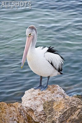 Pelican_Kingscote_#1.jpg