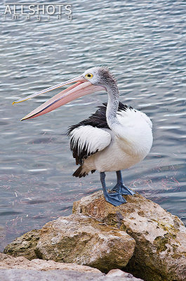 Pelican_Kingscote_#2.jpg