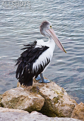 Pelican_Kingscote_#3.jpg