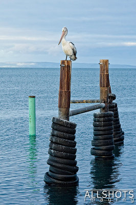 Pelican_on_Post_Kingscote#1.jpg