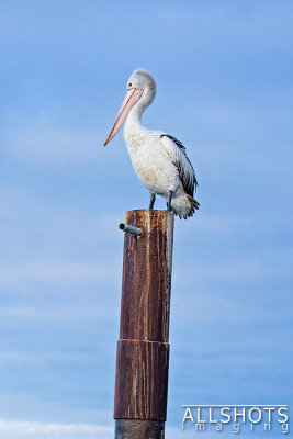 Pelican_on_Post_Kingscote#2.jpg
