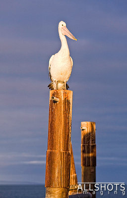 Pelican_on_Post_Kingscote#3.jpg