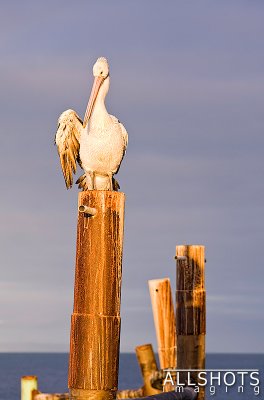 Pelican_on_Post_Kingscote#4.jpg