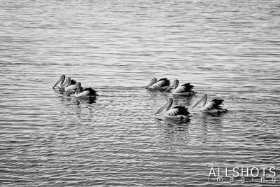 Pelicans_Kingscote_#1.jpg