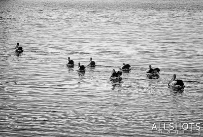 Pelicans_Kingscote_#2.jpg