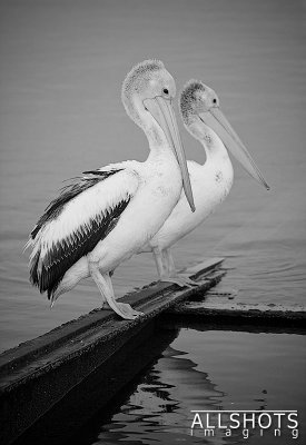 Pelicans_Kingscote_#4.jpg