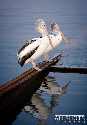 Pelicans_Kingscote_#5.jpg