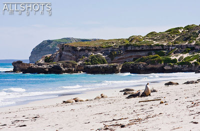 Seal_Bay_Beach.jpg