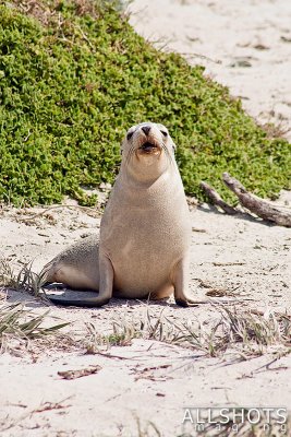 Seal_Bay_Sealion_#1.jpg