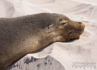 Seal_Bay_Sealion_#11.jpg