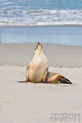 Seal_Bay_Sealion_#3.jpg
