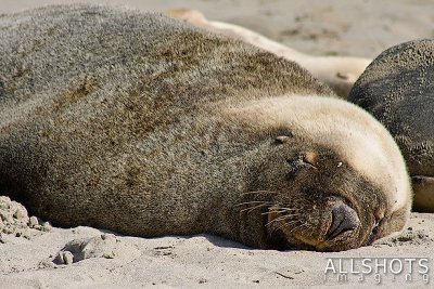 Seal_Bay_Sealion_#4.jpg