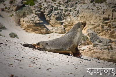 Seal_Bay_Sealion_#6.jpg