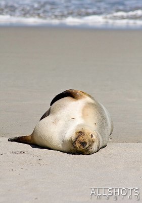 Seal_Bay_Sealion_#8.jpg