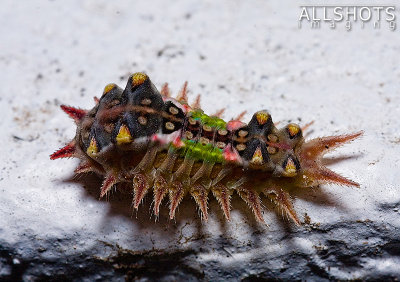 Spiny_Unidentified_Caterpillar#1.jpg