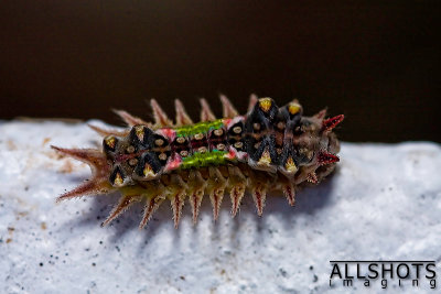 Spiny_Unidentified_Caterpillar#2.jpg