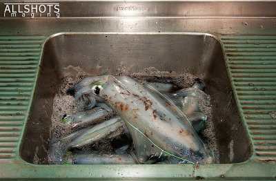 Catch-of-the-Day_1.jpg