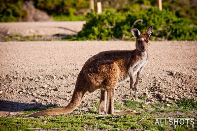 Roo-@-Innes-National-Park-SA-#2.jpg