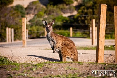Roo-@-Innes-National-Park-SA.jpg