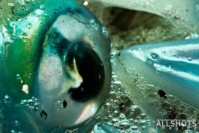 Squid-Eye-Macro.jpg