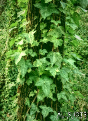 Tree_with_vines_Waterfall_Gully.jpg