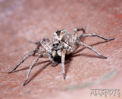 Wolf_Spider_Full_24-05-08.jpg