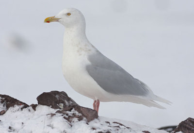 ad Glaucous Gull 6 Jan 2008 St. John's, Newfoundland