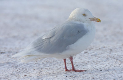 ad Glaucous Gull 6 Jan 2008 St. John's, Newfoundland