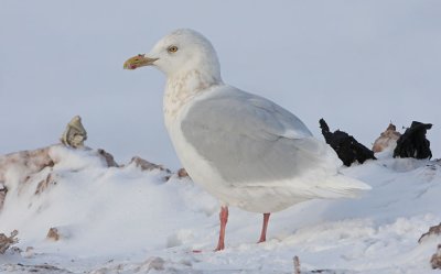 ad Glaucous Gull 6 Jan 2008 St. John's, Newfoundland