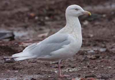 ad Glaucous Gull 13 Jan 2008 St. John's, Newfoundland