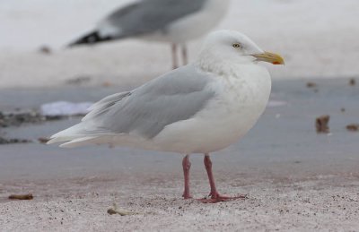 ad Glaucous Gull 13 Jan 2008 St. John's, Newfoundland