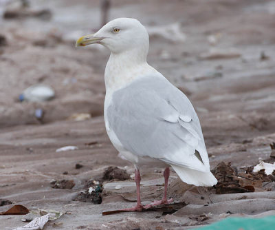 ad Glaucous Gull 13 Jan 2008 St. John's, Newfoundland