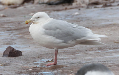 ad Glaucous Gull 13 Jan 2008 St. John's, Newfoundland