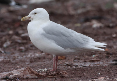 ad Glaucous Gull 13 Jan 2008 St. John's, Newfoundland
