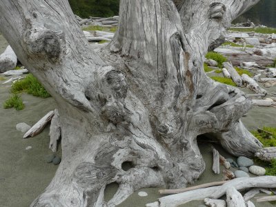 Driftwood stump Florencia beach.jpg