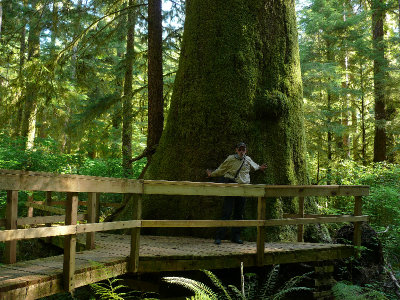 Gigantic Sitka Spruce.jpg