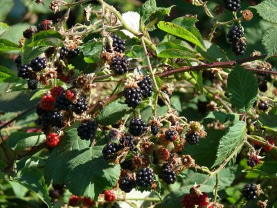 Blackberries2.jpg