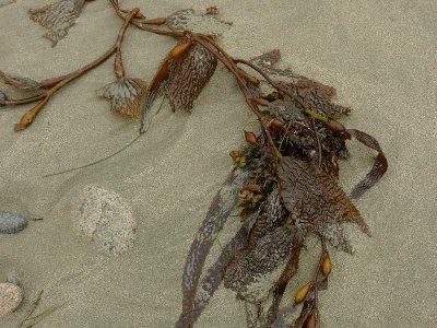 Kelp on sand.jpg