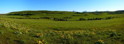 Pincher Creek spring sunflowers25.jpg