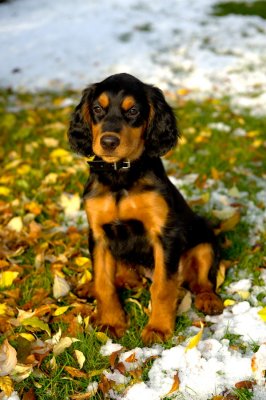 Vega - Gordon Setter