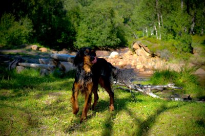Vega - Gordon Setter