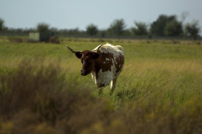 A Week in Texas 19.jpg