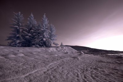 Infrared 15.jpg
