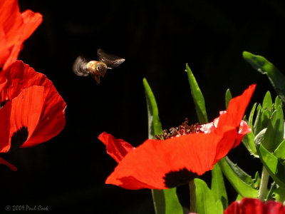 Bee and Flower VI, Getty Center