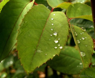 Dew on Leaves