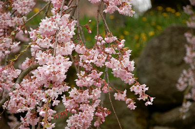cherry blossom in Hachinohe