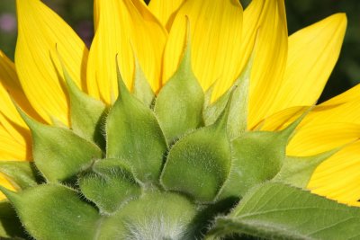 web018sunflower.JPG