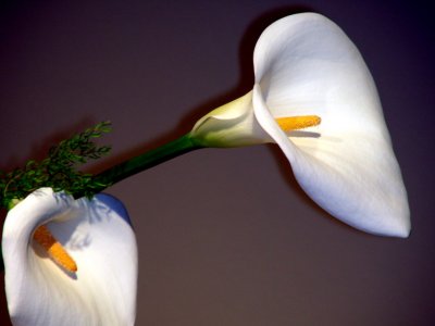 two callas2web.JPG