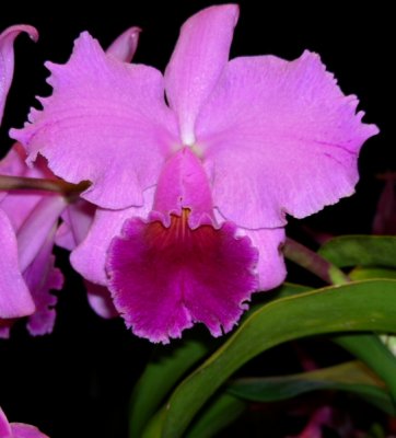 fushia orchidweb.JPG