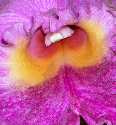 purple orchid croppedweb.JPG